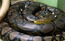 Может легко проглотить человека или корову: эта змея является самой длинной в мире