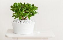 Что нужно денежному дереву в марте: простые советы для пышного роста