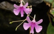 Рослина-феєрверк: біолог пояснив, чому звичайний дотик змушує її "вибухати"