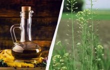 Цю олію вважають кориснішою за оливкову: чому її варто додавати до раціону