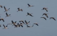 Летять з Африки: на Одещині помітили рідкісних птахів, що поспішають до Полісся