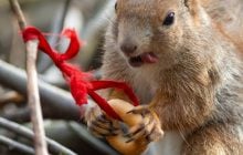 Хмар побільшає, але без дощу: яка погода буде у Києві 25 березня