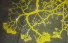 Перемещается по лабиринтам и создает сложные транспортные сети: что это за причудливый организм