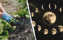 У ці квітневі дні про город варто забути: точний календар посіву на місяць