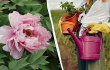 Натуральні "стероїди" для півоній: чим підгодувати квіти без хімії