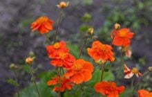 10 многолетних цветов, которые с годами становятся только лучше: эксперты назвали сорта