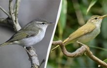 Ученые обнаружили неизвестный вид птиц на отдаленных островах в Японии