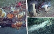 Вчені виявили у Середземному морі прихований підводний світ, незайманий століттями