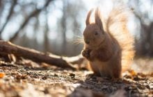 Тепло нарастает: в середине недели Украину разогреет до +17°