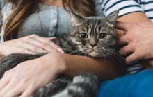 Учёные обнаружили новую опасную инфекцию, передающуюся людям от кошек