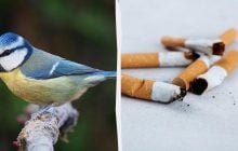 Почему городские синицы собирают окурки: ученые раскрыли удивительную причину