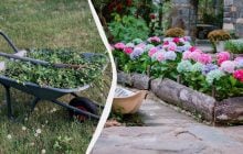 Каждый год боролась с сорняками, пока не посадила эти цветы: теперь не растут вообще