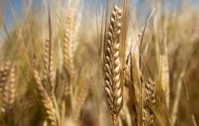 Поставщик ООН закупает зерно, похищенное в Мариуполе, у российских производителей оружия, – СМИ