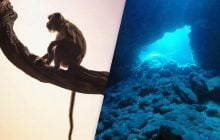 У підводній печері виявили величезну колекцію скам’янілостей вимерлих мавп