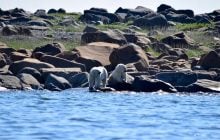 Вчені відстежили переміщення 39 білих ведмедів і 26 тюленів: чому це важливо