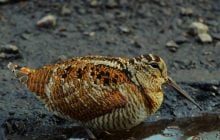 Раптово злітає з-під ніг людини: у зоні ЧАЕС мешкає птах, який є майстром маскування