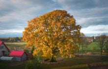 Литовський дуб сенсаційно переміг польського конкурента на "Євробаченні" дерев