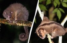 Цих сумчастих вважали вимерлими вже тисячі років: перевідкрити їх допомогли корінні народи