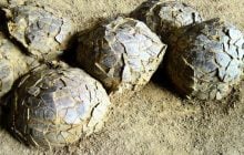 У Франції виявили сотні яєць динозаврів, похованих 70 мільйонів років тому