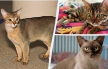 Каких кошек стоит завести в 2026 году: ветеринары назвали 6 самых популярных пород