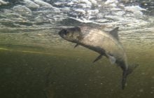 Пресноводные рыбы массово исчезают из рек: экологи бьют тревогу