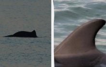 В Одесской области впервые в этом году заметили дельфинов: чем они занимались