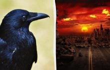 Птицы апокалипсиса: нашествие воронов над Тель-Авивом сочли библейским предзнаменованием