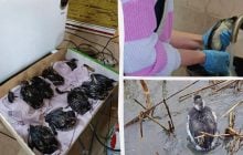 В Одессе выпустили на волю птиц, пострадавших от атак РФ: сколько спасли