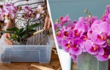 Будет цвести круглый год: как правильно пересаживать и размножать орхидею