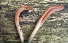 Редкий гриб в форме языка впервые нашли в Великобритании