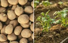 Когда сажать картошку в апреле 2026: благоприятные дни по лунному календарю