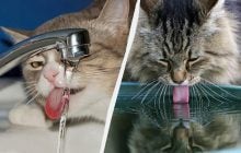 Зачем коты трогают лапой воду, когда пьют: что означает это поведение