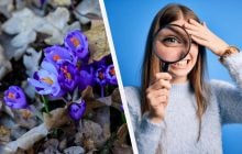 99% людей не можуть знайти слово "шафран" за 11 секунд: дуже складна головоломка