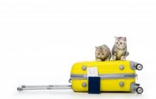 У круїз можна з чотирилапими: компанія назвала умови, за яких пухнастих пустять в каюту