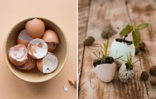 Как использовать яичную скорлупу на огороде: 7 способов, о которых многие не знают