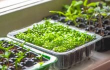 Як пробудити врожай: у чому замочувати насіння, щоб не витрачати час даремно