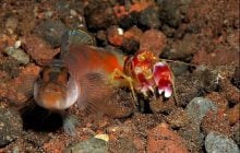 Ця креветка створює хвилі, гарячіші за Сонце: біолог розповів, як вона це робить