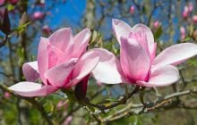 Пишне цвітіння та гігантські бутони: головні секрети догляду за магнолією