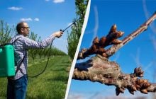 До кінця сезону про шкідників можна не турбуватися: чим обприскувати дерева вже зараз