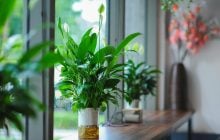 Як часто потрібно поливати спатифілум: корисні поради від фахівців