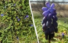 На Одещині масово зацвіла квітка з ароматом меду та ванілі (фото)