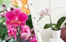 Як доглядати за орхідеєю у квітні - 5 обов’язкових кроків