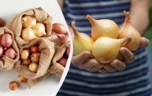 8 сортів цибулі-сівка, які не стрілкуються: на що звертати увагу під час купівлі цибулин