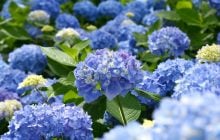 Королеви тінистого саду: 4 рослини, які прикрасять затінений куточок