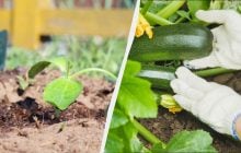 Начинать сажать кабачки семенами можно только с этого дня: ни раньше, ни позже