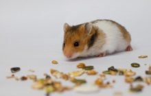 Хом’як щодня втікав із клітки: власниці довелося розслідувати причину за допомогою камери