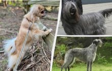 Які собаки будуть завжди відданими та лагідними: експерт назвав топ-5 порід