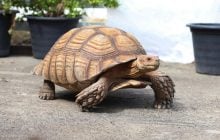 Исследование показало, что делали черепахи, чтобы выжить после падения астероида