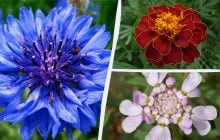 Даже полив не нужен: самые красивые садовые цветы, не требующие постоянного ухода