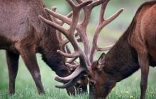 Пять ног и три уха: возле Чернобыля зафиксировали "мутанта" (фото)